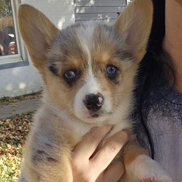 American Corgi Puppies from Whitecreek Corgis of Columbus, IN
