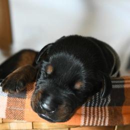 Boy 1 - Black and rust male Doberman Pinscher puppy in Overton, Texas from Obsidian Kennel