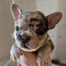 Wendy - Blue tri-color female Bulldog puppy in Seneca, South Carolina from Burrell’s Bulldog Kingdom