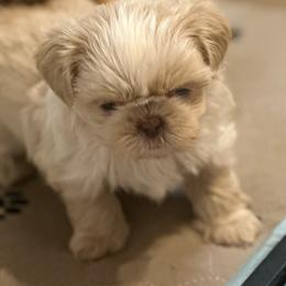 Quartz - Cream and white male Shih Tzu puppy in Boaz, Alabama from Happy Haven Farm