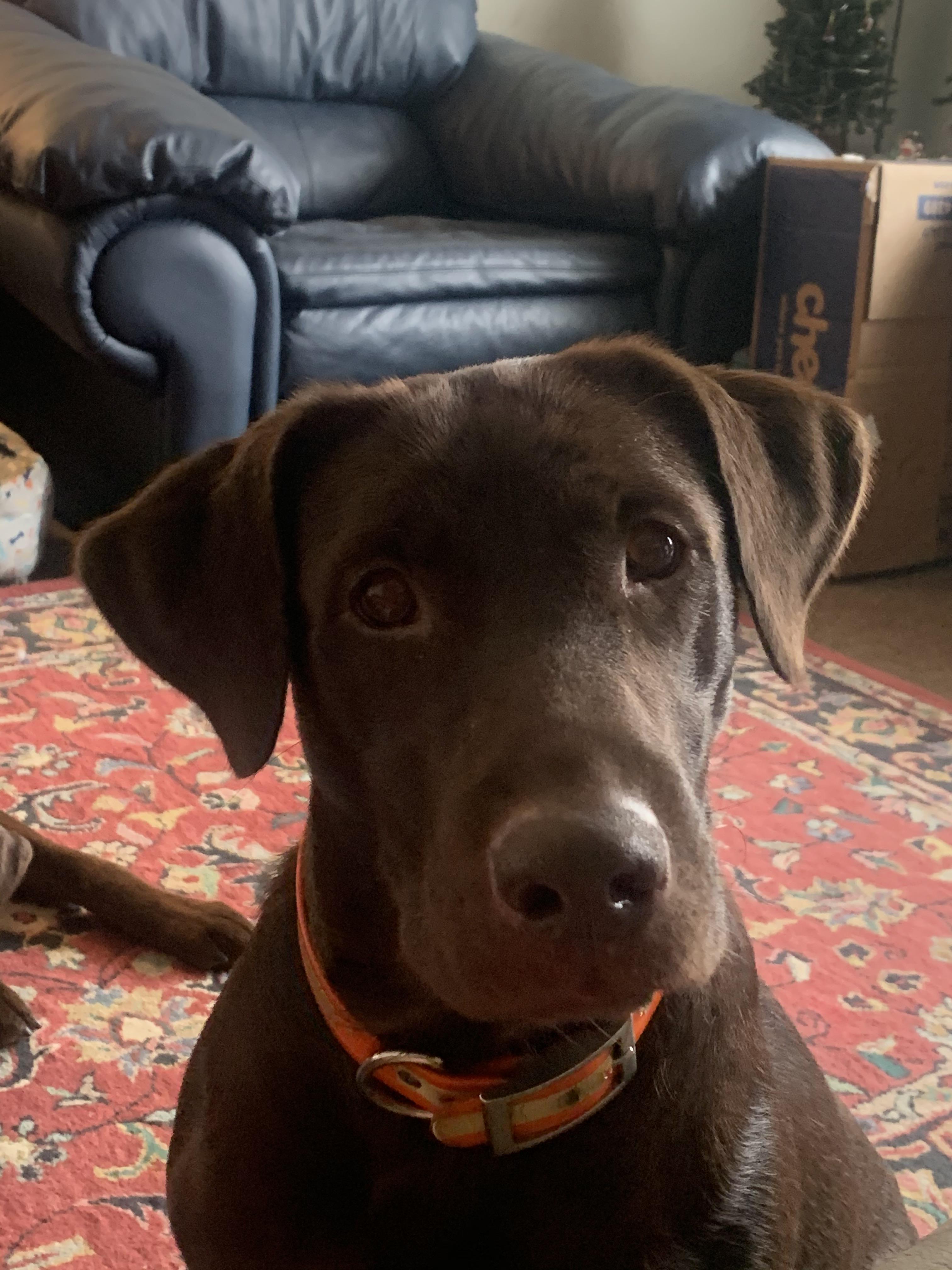 Nova