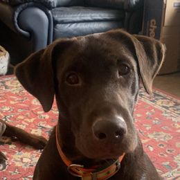 Nova - Labrador Retriever