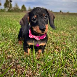Barbie - Wild boar female Dachshund puppy in Wooldridge, Missouri from Royal Bloodline Canines