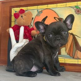 Cane Corso and French Bulldog Puppies from Jens Den