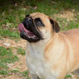 Leia - Pug