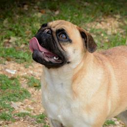 Leia - Pug