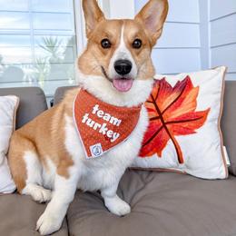 Pembroke Welsh Corgi Puppies from Campbell Ranch Corgis