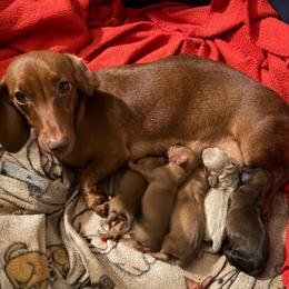 Ruby - Dachshund