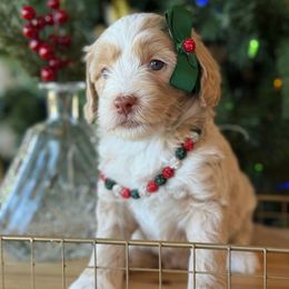 Gretchen - Yellow and white female Bernedoodle puppy in Yuciapa, California from AlltheDoodlez_