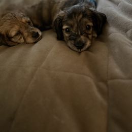 Dachshund puppies from Castle Hill Doxies, LLC