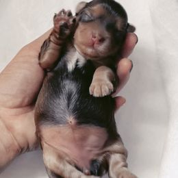 French Bulldog and Yorkshire Terrier Puppies from Casa De Silva LLC