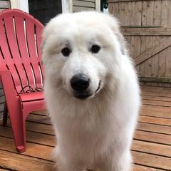 German Shepherds and Great Pyrenees from Reicherthaus GSD's & Timberbluff's Great Pyrenees