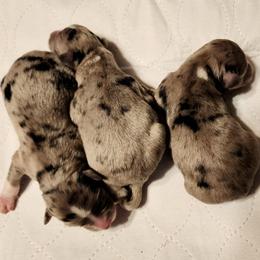 F Pup 3 - Blue merle female Aussiedoodle puppy in Logansport, Indiana from Sandy Hill Farm Aussies, LLC