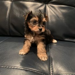 Yorkipoo and Yorkshire Terrier Puppies from Bougie Paws LLC