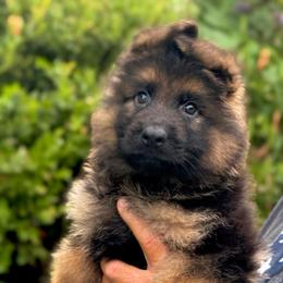 Male - Black and red male German Shepherd puppy in Winchester, Kentucky from Drache Feld