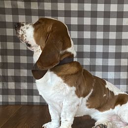 Copper - Basset Hound
