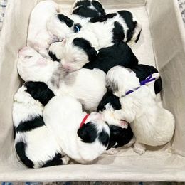 Assorted Doodle Crosses, Goldendoodle, and Sheepadoodle Puppies from Novadoodles801