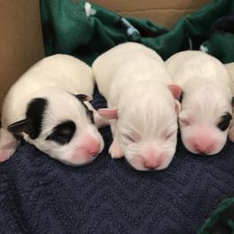 Jack Russell Terrier Puppies from Ground Force Jack Russell Terriers