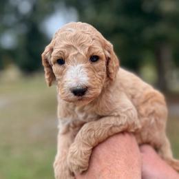 Ford - Apricot male Poodle puppy in Athens, Georgia from Alexander’s Standard Poodles