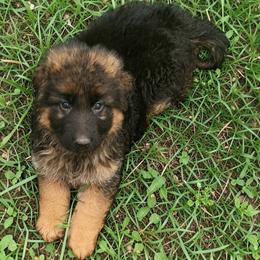 Boy 3 - Black and red male German Shepherd puppy in Vintondale, Pennsylvania from Causey's Critters