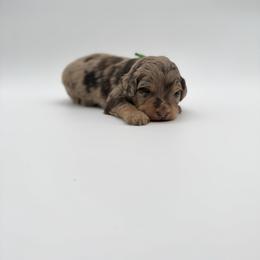 Manny- Green - Brown merle male Aussiedoodle puppy in West Monroe, Louisiana from Diamond M Poodles and Doodles