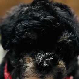 Dachshunds and Poodles from The Royal Kennel