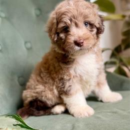 Rick - Red merle male Aussiedoodle puppy in Jackson, Tennessee from Dinah Doodles and Aussies