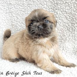 Shih Tzu Puppies from Beirin Breige Shih Tzus