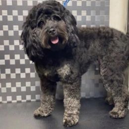 Aussiedoodle Puppies from Johnson’s Highland Pride Aussiedoodles