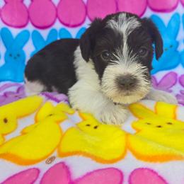Rebel - Parti male Miniature Schnauzer puppy in Hickory, North Carolina from Selene's Schnauzers