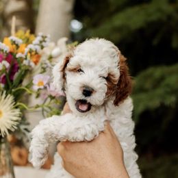 Bernedoodles, Goldendoodles, and Poodles from Good Dog Doodles