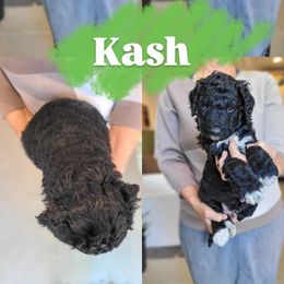 Kash - Black and white male Bernedoodle puppy in Wagener, South Carolina from Noble Friend Breeders LLC
