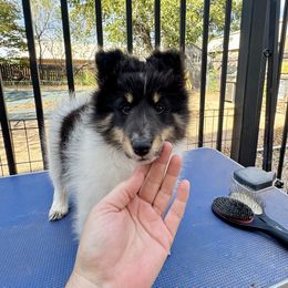 Bubbles - White black and tan female Shetland Sheepdog puppy in Abilene, Texas from Double Dare Shelties
