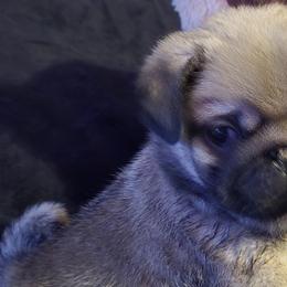 Pugs from Pugs R Us