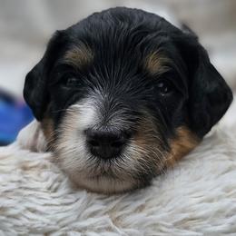 Blue Collar Sonic - Tri-color male Bernedoodle puppy in Bonham, Texas from Happy Valley Puppies