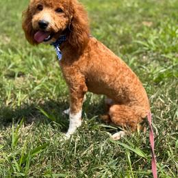 Fergus - Goldendoodle