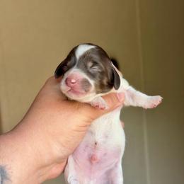 Andy - Piebald male Dachshund puppy in Hornbeck, Louisiana from A&Z Mini Dachshunds