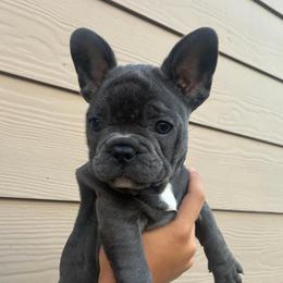 Yellow - Blue female French Bulldog puppy in Kyle, Texas from Small Town Frenchies