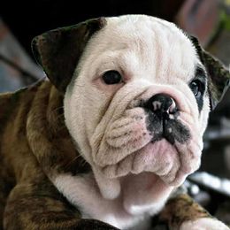 Bulldog puppies from Willamette Valley Bullies