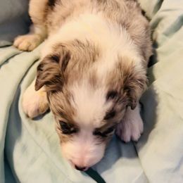 Border Collie Puppies from Bordercollieblues