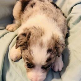 Border Collie Puppies from Bordercollieblues