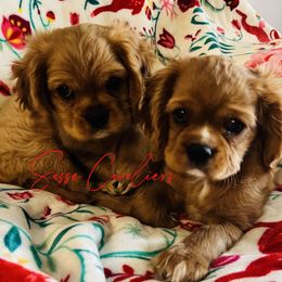 Cavalier King Charles Spaniel Puppies from Sasse Cavaliers