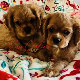 Cavalier King Charles Spaniel Puppies from Sasse Cavaliers