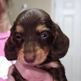 Simone's boy - Chocolate and tan male Dachshund puppy in Lyle, Washington from Wines Wienery