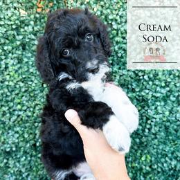 Cream Soda - Black tri-color female Aussiedoodle puppy in Corydon, Indiana from Ridgeline Doodles