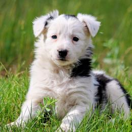 Sophie - Black and white female Border Collie puppy in Custer, South Dakota from Pinpoint Border Collies