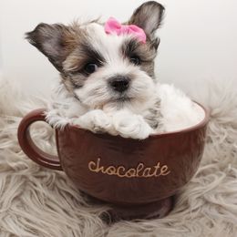 Companion Cross, Mal-Shi, Maltese, Maltipoo, Morkie, and Shih Tzu Puppies from Seeking Shalom Acres Maltese, Maltipoos & Havamalts