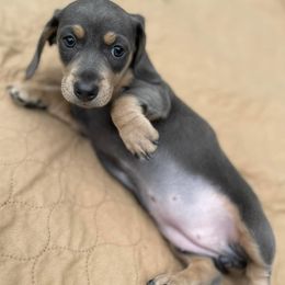 Dachshunds from Vogelsang’s Miniature Dachshunds