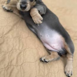 Dachshunds from Vogelsang’s Miniature Dachshunds