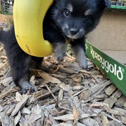 Pomeranian Puppies from Pomni Poms